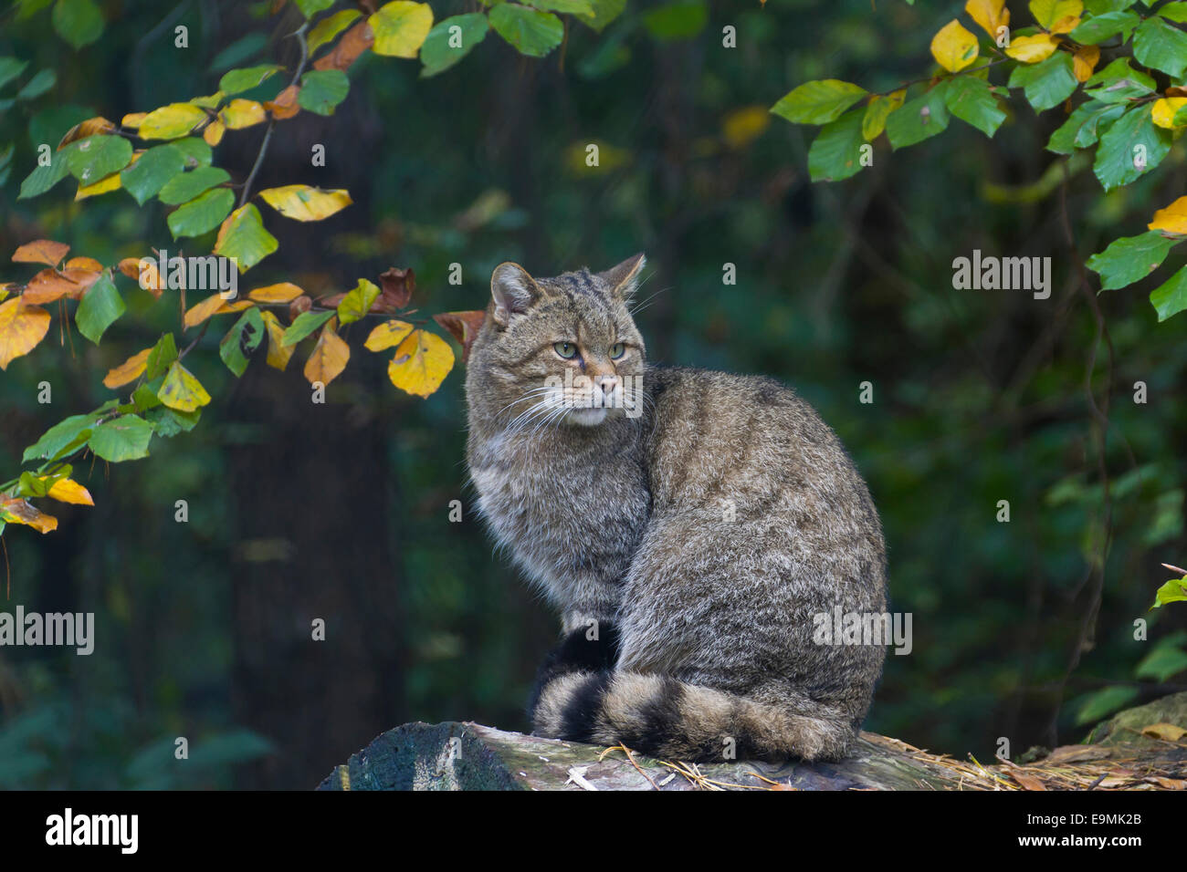 European Wild Cat Felis silvestris Adult sitting forest Germany Stock Photo