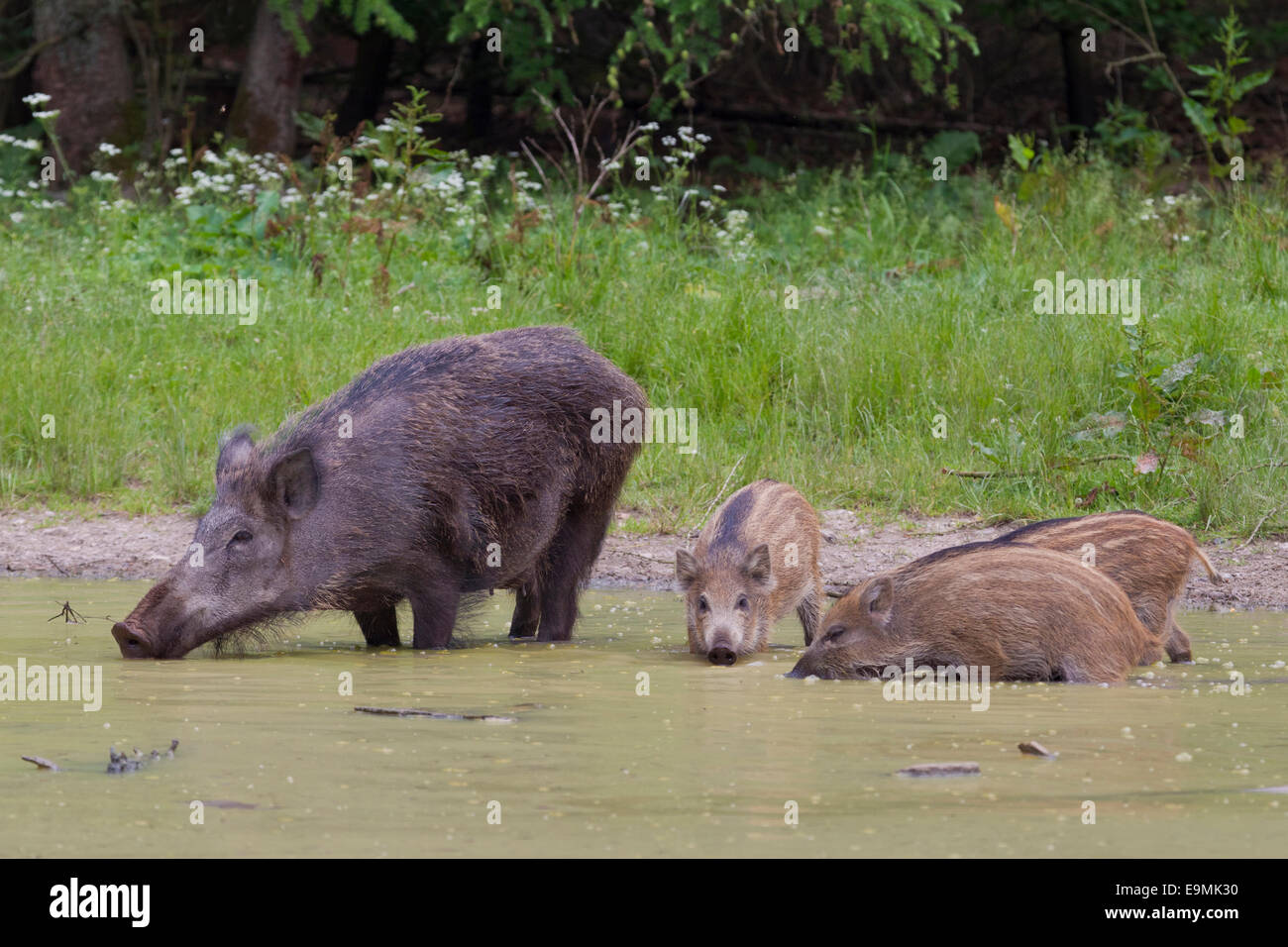 Wild Boar Sus scrofa sow piglets forest pond Germany Stock Photo