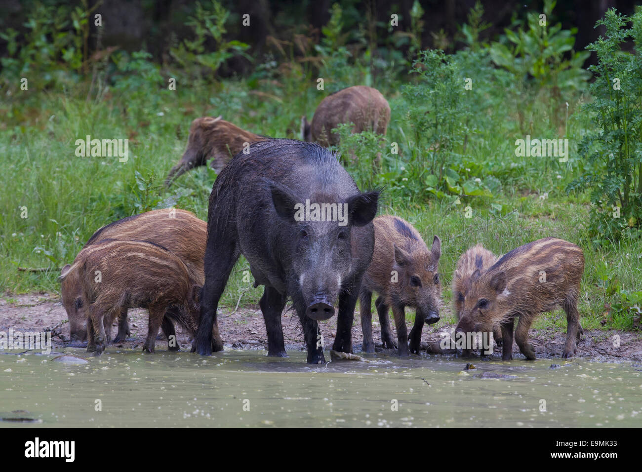 Wild Boar Sus scrofa sow piglets forest pond Germany Stock Photo