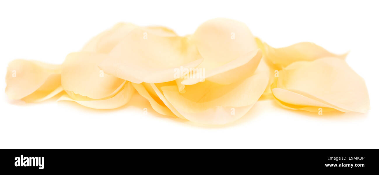 rose petals isolated on white background Stock Photo - Alamy
