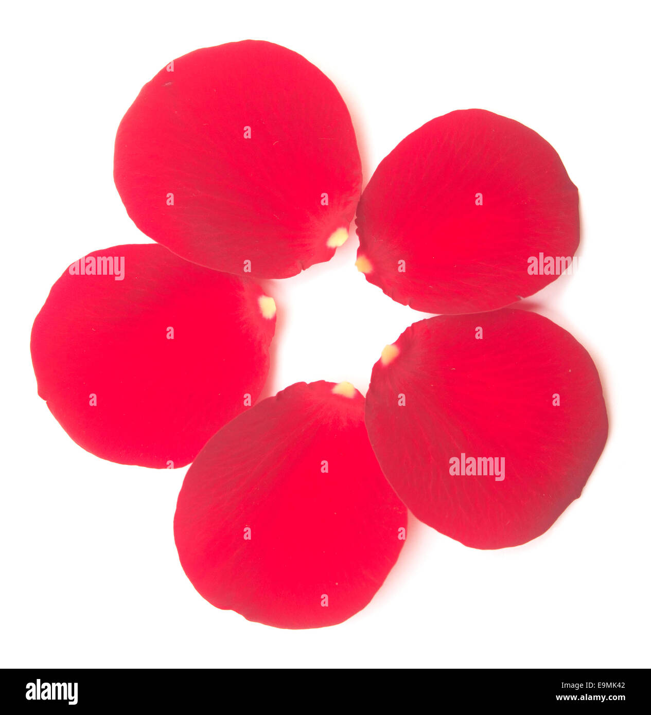 red rose petals isolated on white background Stock Photo - Alamy