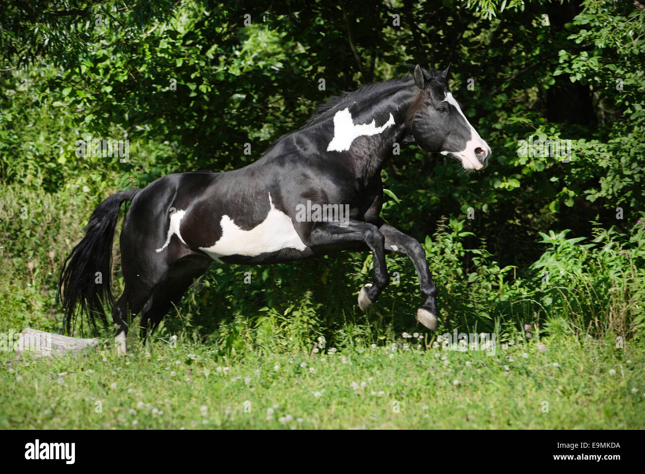 American Paint Horse Piebald stallion galloping pasture Germany Stock