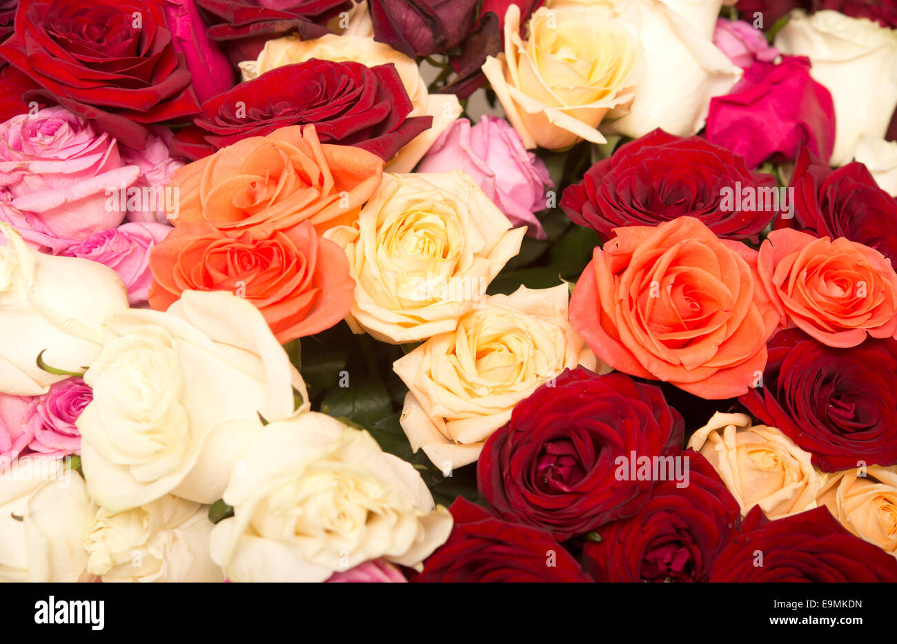 rose background Stock Photo