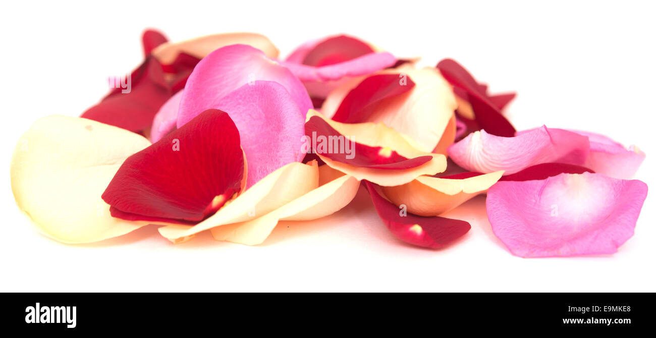 rose petals isolated on white background Stock Photo - Alamy