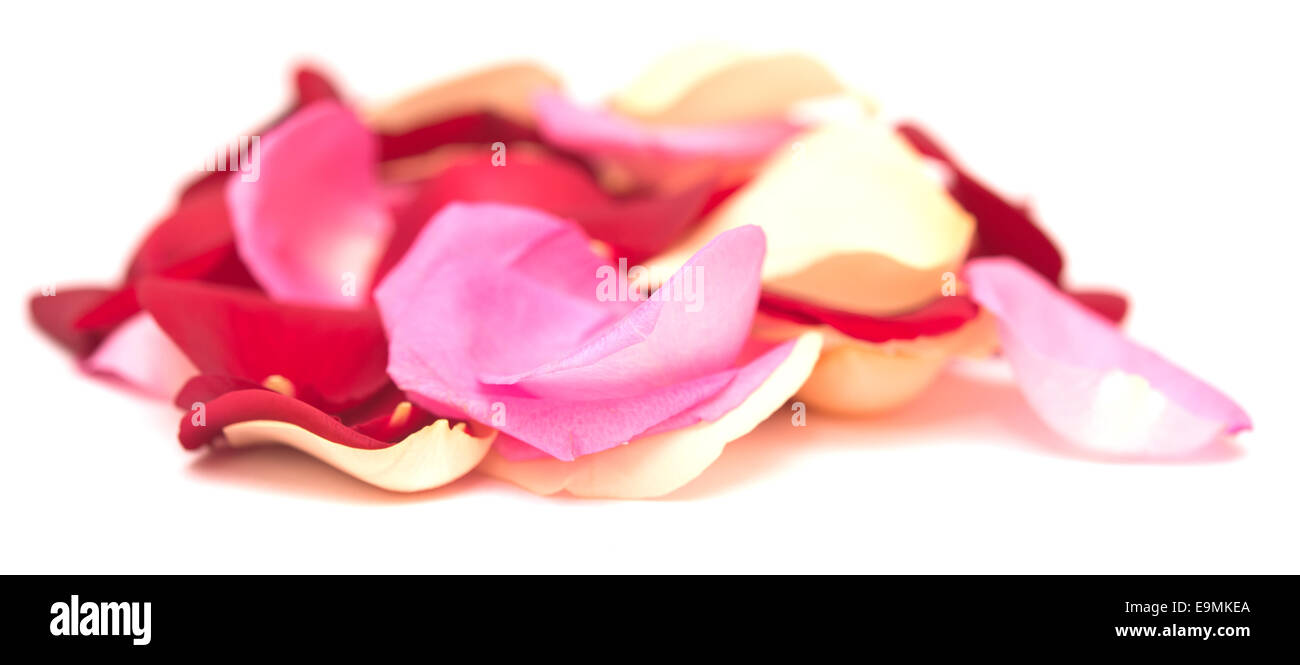 rose petals isolated on white background Stock Photo - Alamy