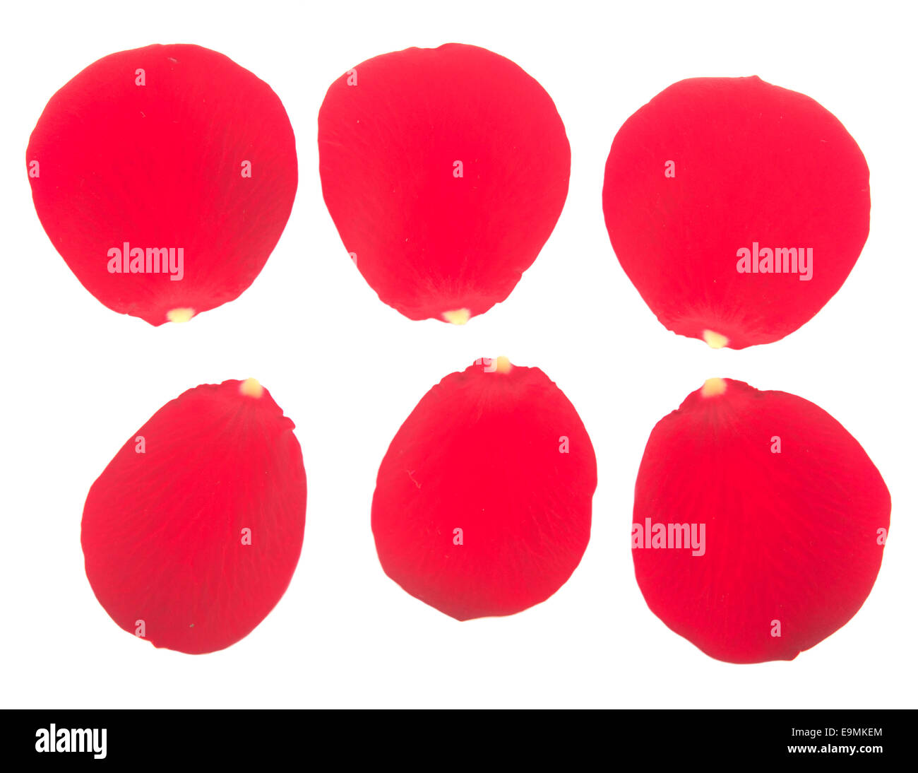 red rose petals isolated on white background Stock Photo - Alamy
