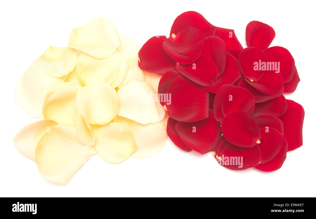 rose petals isolated on white background Stock Photo - Alamy