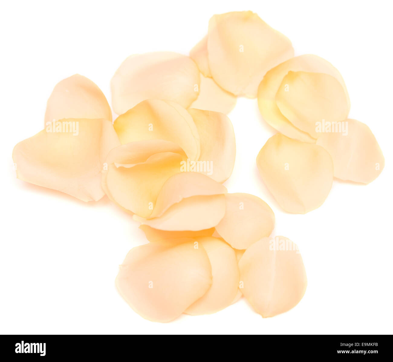 rose petals isolated on white background Stock Photo - Alamy