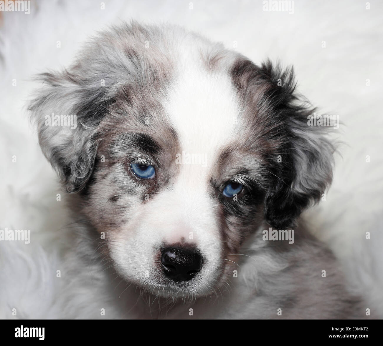 Miniature Australian Shepherd Portrait puppy 6,5 weeks old blue merle  Germany Stock Photo - Alamy