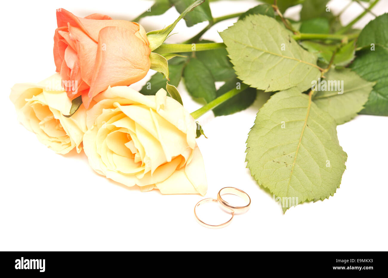 wedding roses and gold rings on white background Stock Photo