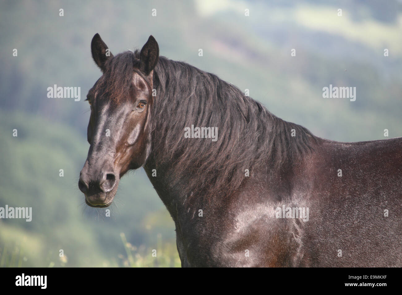 Noriker Horse Norico-Pinzgauer Portrait an adult roan gelding Austria Stock Photo