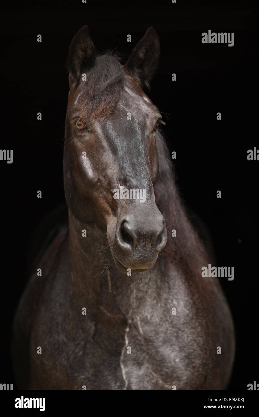 Noriker Horse Norico-Pinzgauer Portrait an adult roan gelding Austria Stock Photo