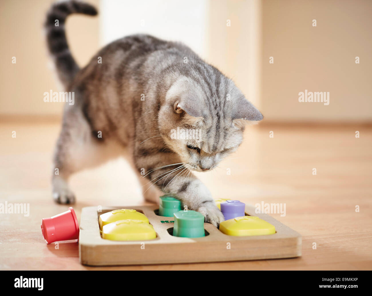 Playing tabby cat hi-res stock photography and images - Alamy