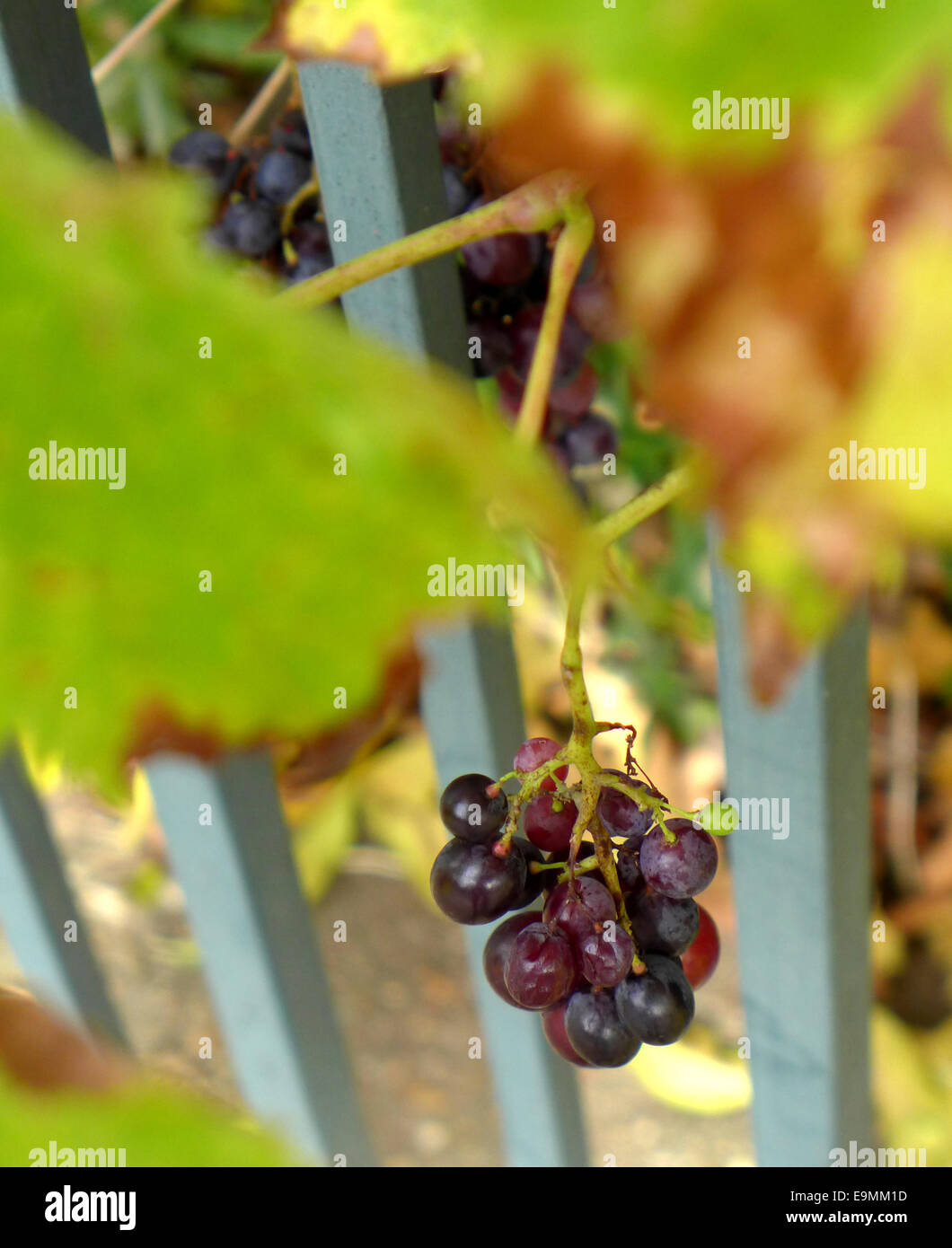 Grapes growing on a vine weaving in and out of a front garden fence