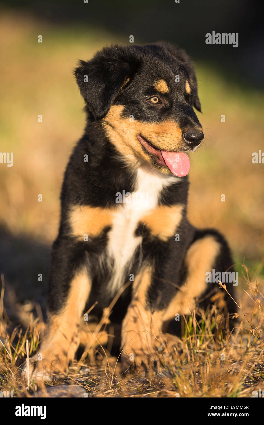 New Zealand Heading Dog Huntaway Puppy sitting New Zealand Stock Photo