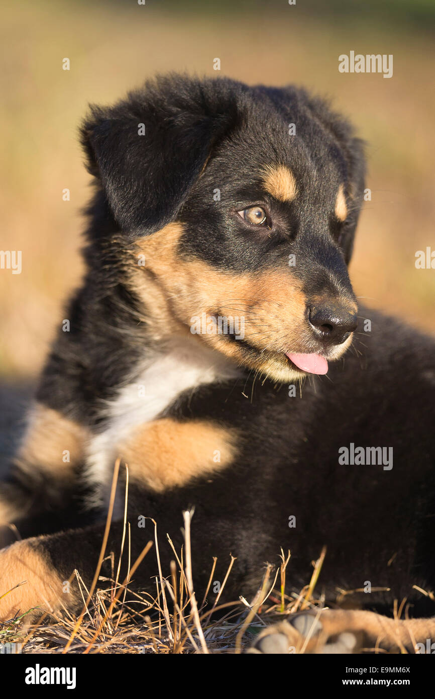 New Zealand Heading Dog Huntaway Puppy lying down New Zealand Stock Photo