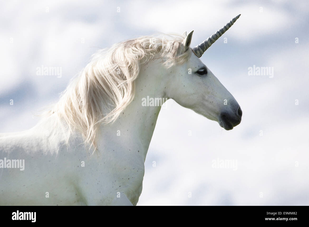 Pura Raza Espanola, Andalusian Horse. Grey adult dressed as unicorn Switzerland Stock Photo