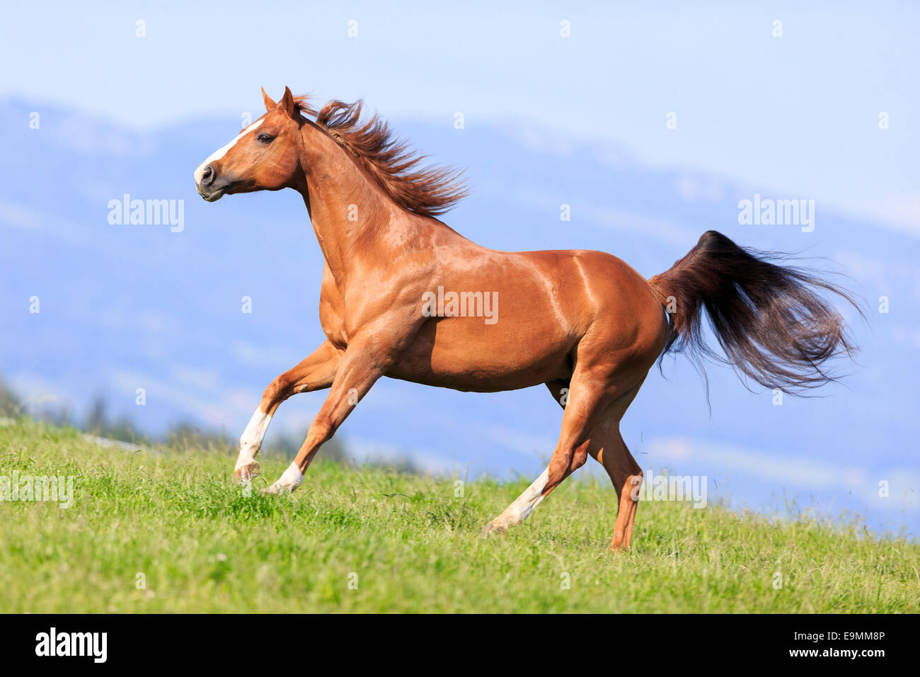 American Quarter Horse Chestnut adult galloping pasture Switzerland
