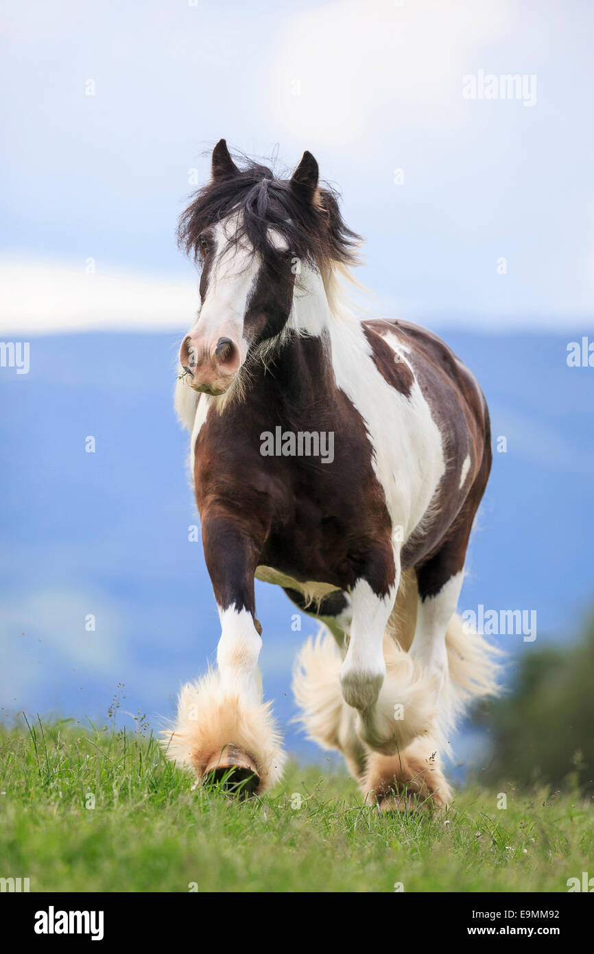 Gypsy Cob Skewbald adult trotting pasture Switzerland Stock Photo