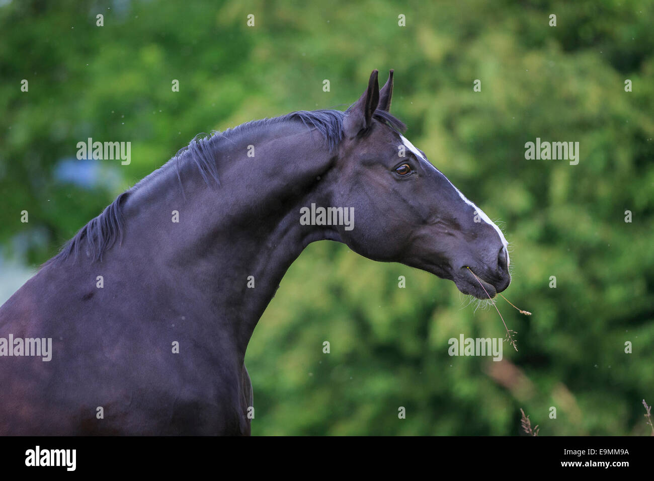 Wielkopolski Horse Portrait black adult Switzerland Stock Photo - Alamy