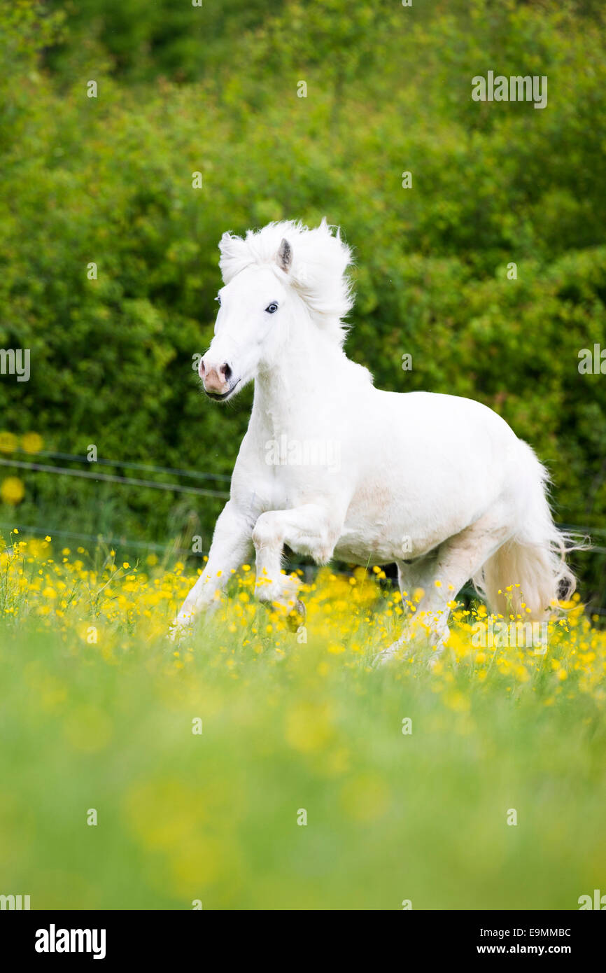 Icelandic Horse Gray gelding galloping pasture Austria Stock Photo