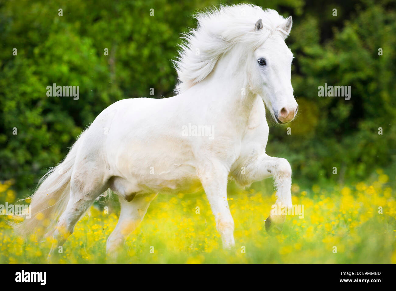 Icelandic Horse Gray gelding galloping pasture Austria Stock Photo