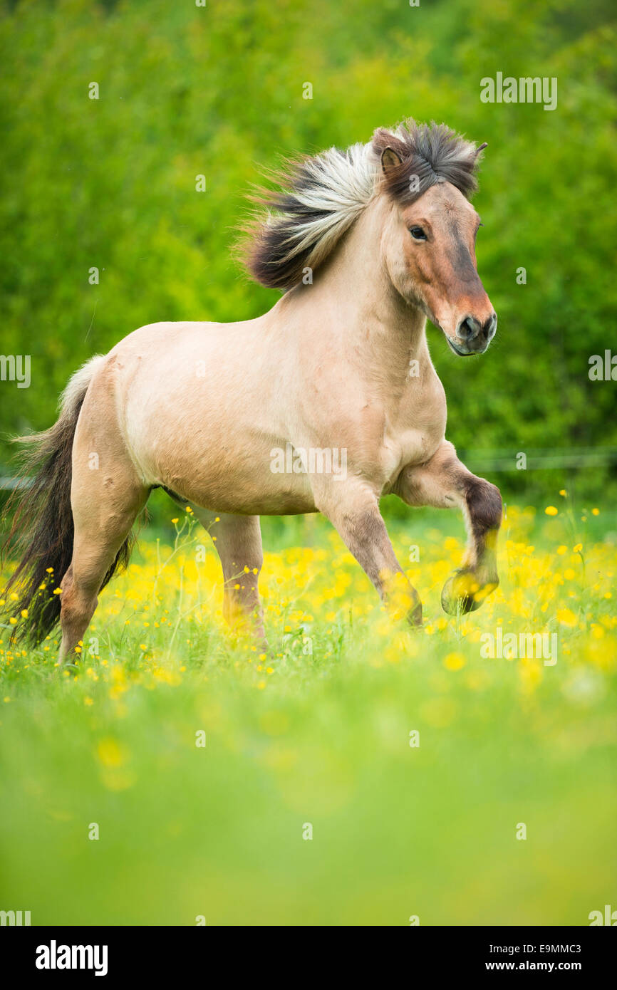 yellow dun horse