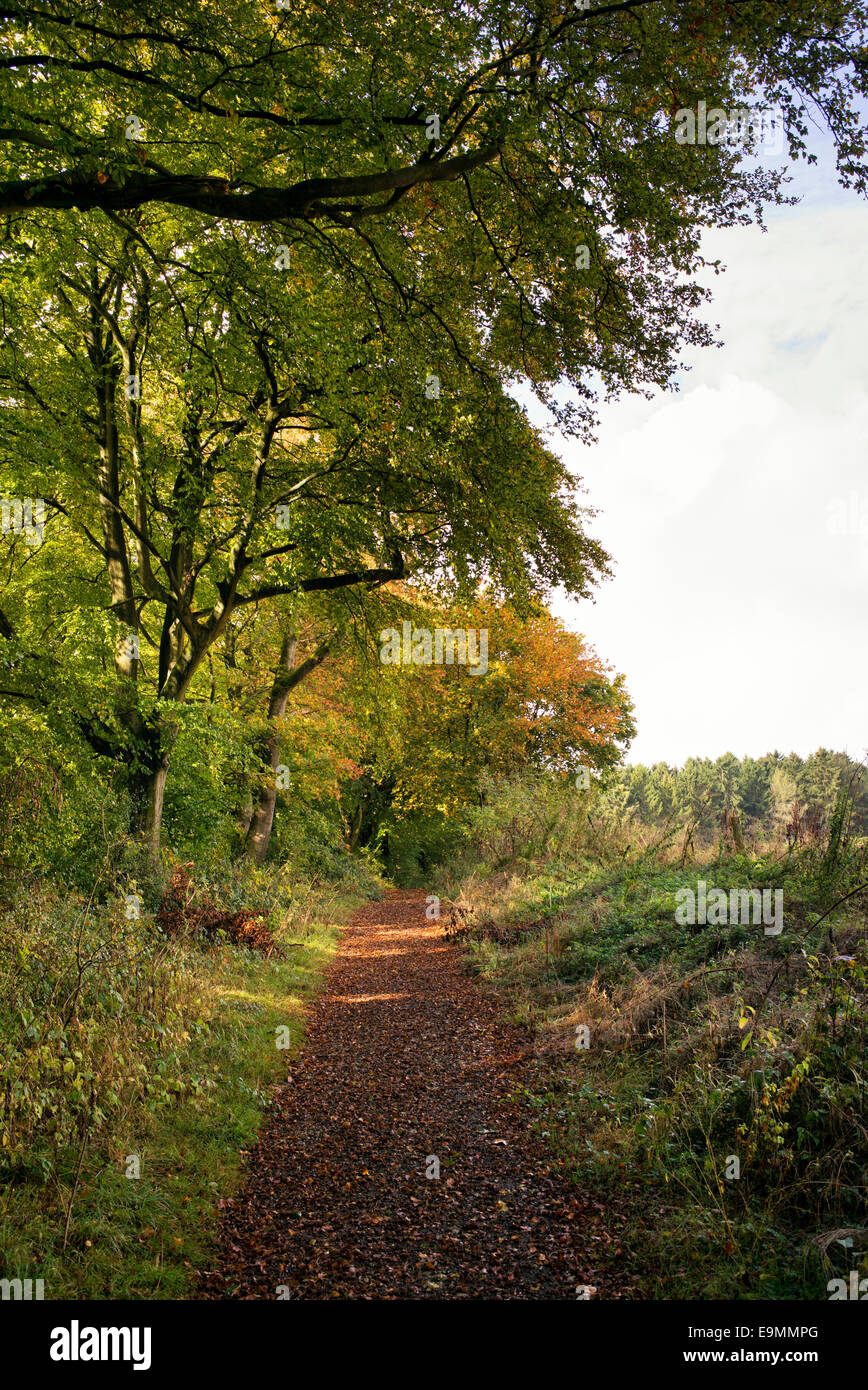 Autumn pathway into a beech tree woodland in the English countryside Stock Photo