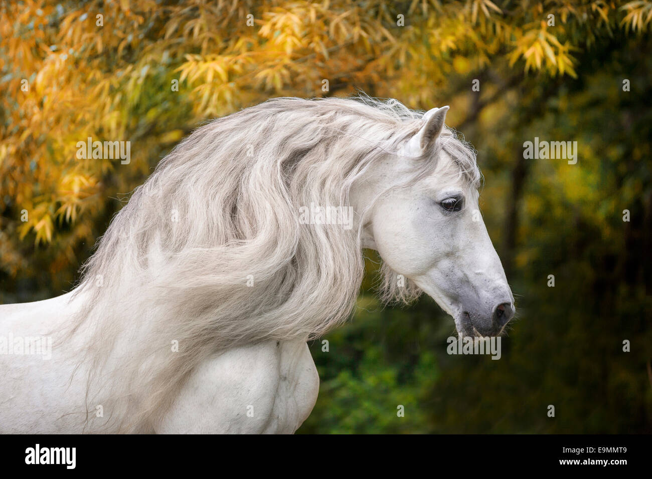 Pure Spanish Horse Andalusian Gray stallion mane flowing portrait