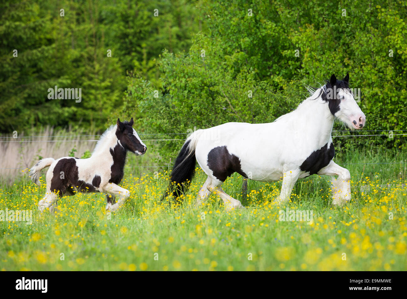 Gypsy Vanner Horse Piebald mare foal trotting meadow Austria Stock ...