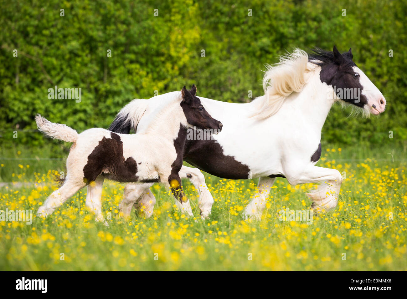 Gypsy Vanner Horse Piebald mare foal trotting meadow Austria Stock
