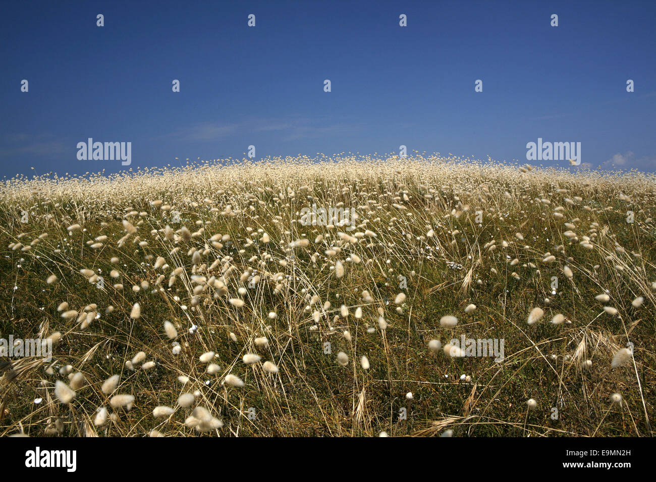 Flowering marram grass, Noirmoutier-en-l’Île, Île de Noirmoutier, Pays de la Loire, France Stock Photo