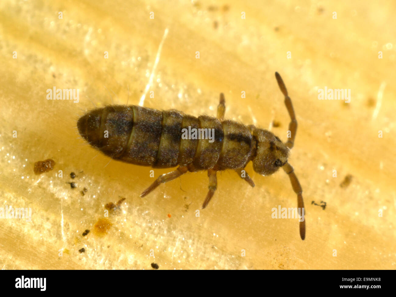 A marsh springtail, Isotomurus palustris, on a water lily pad Stock Photo