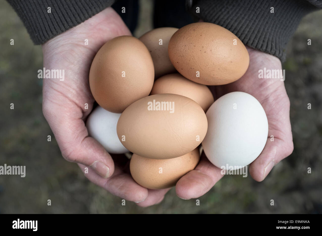 Cupped hands holding free range chicken eggs. Stock Photo