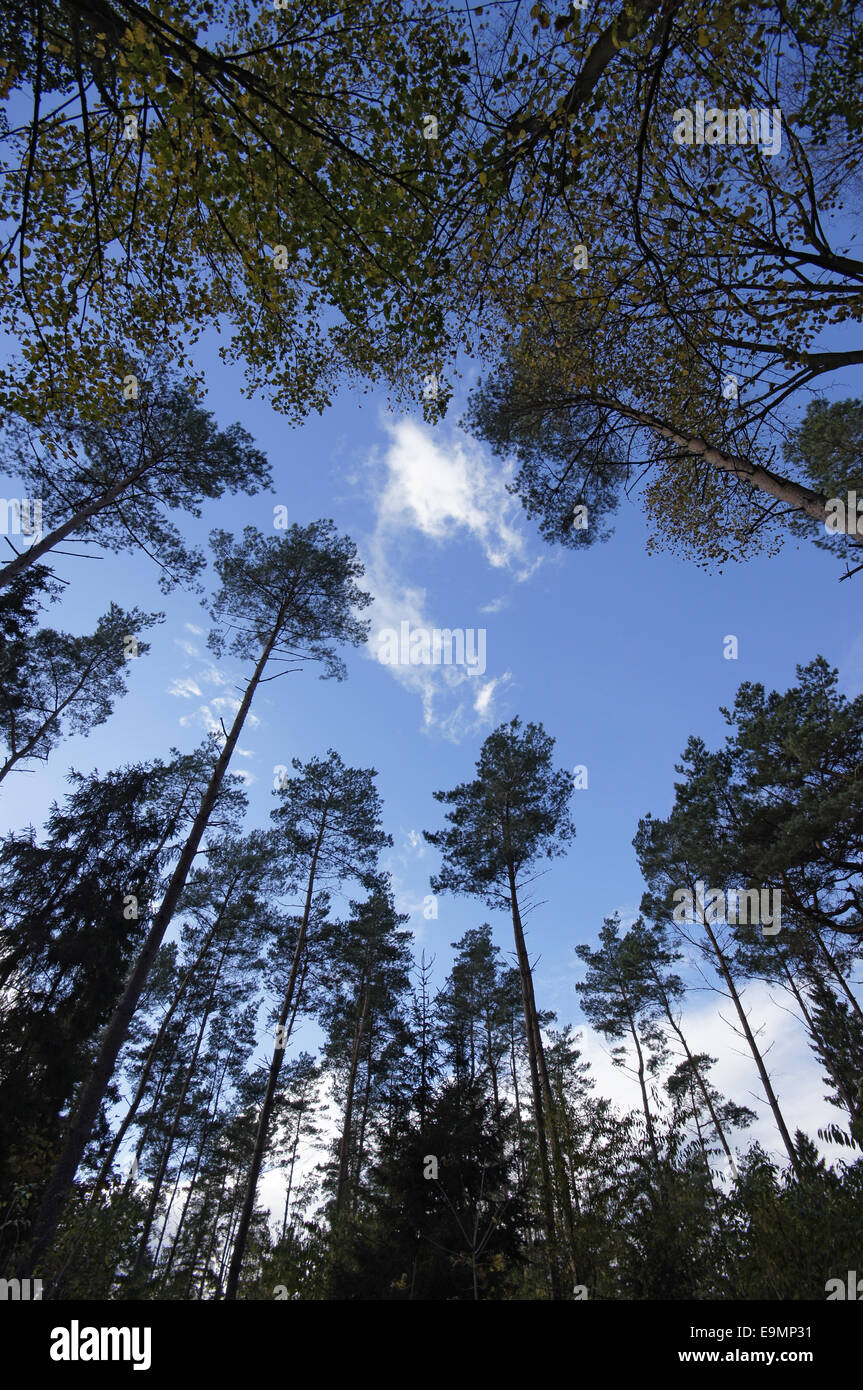 Autumnally forest Stock Photo