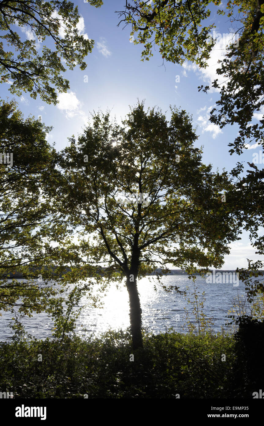 Autumnally forest Stock Photo