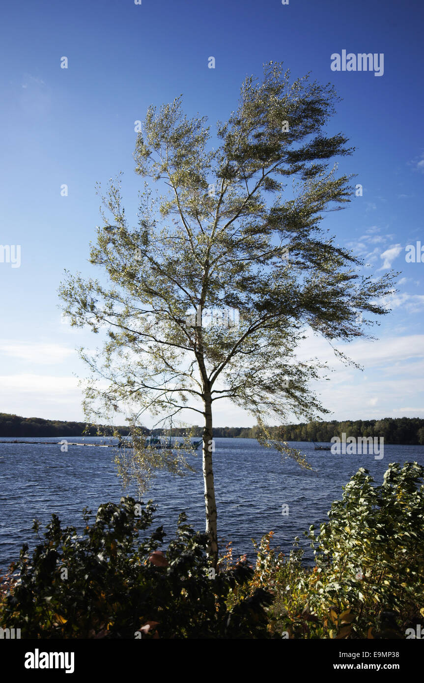 Autumnally forest Stock Photo