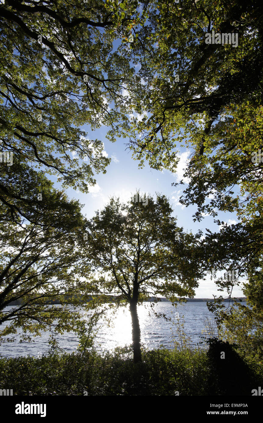 Autumnally forest Stock Photo