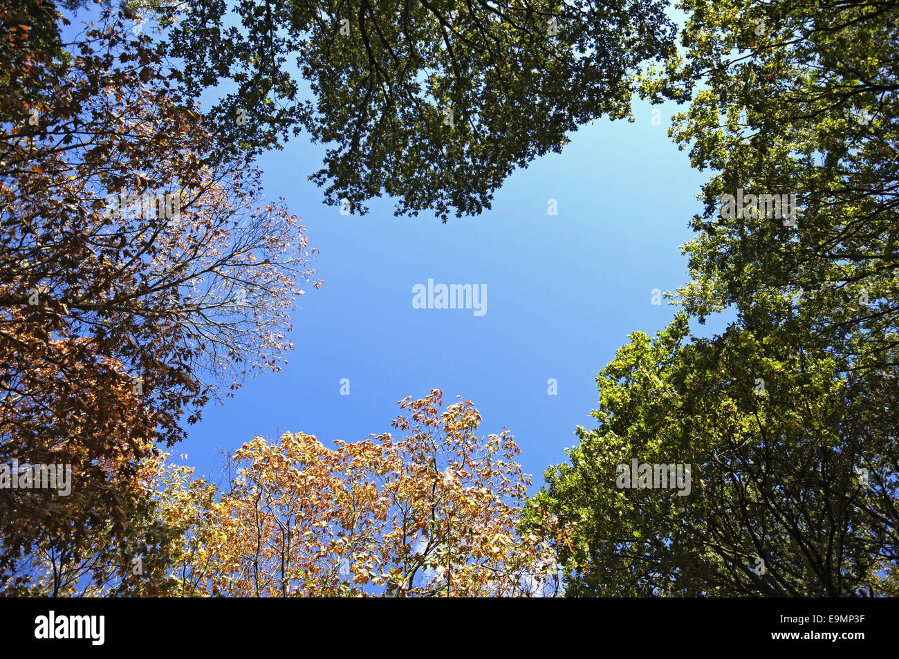 Autumnally forest Stock Photo