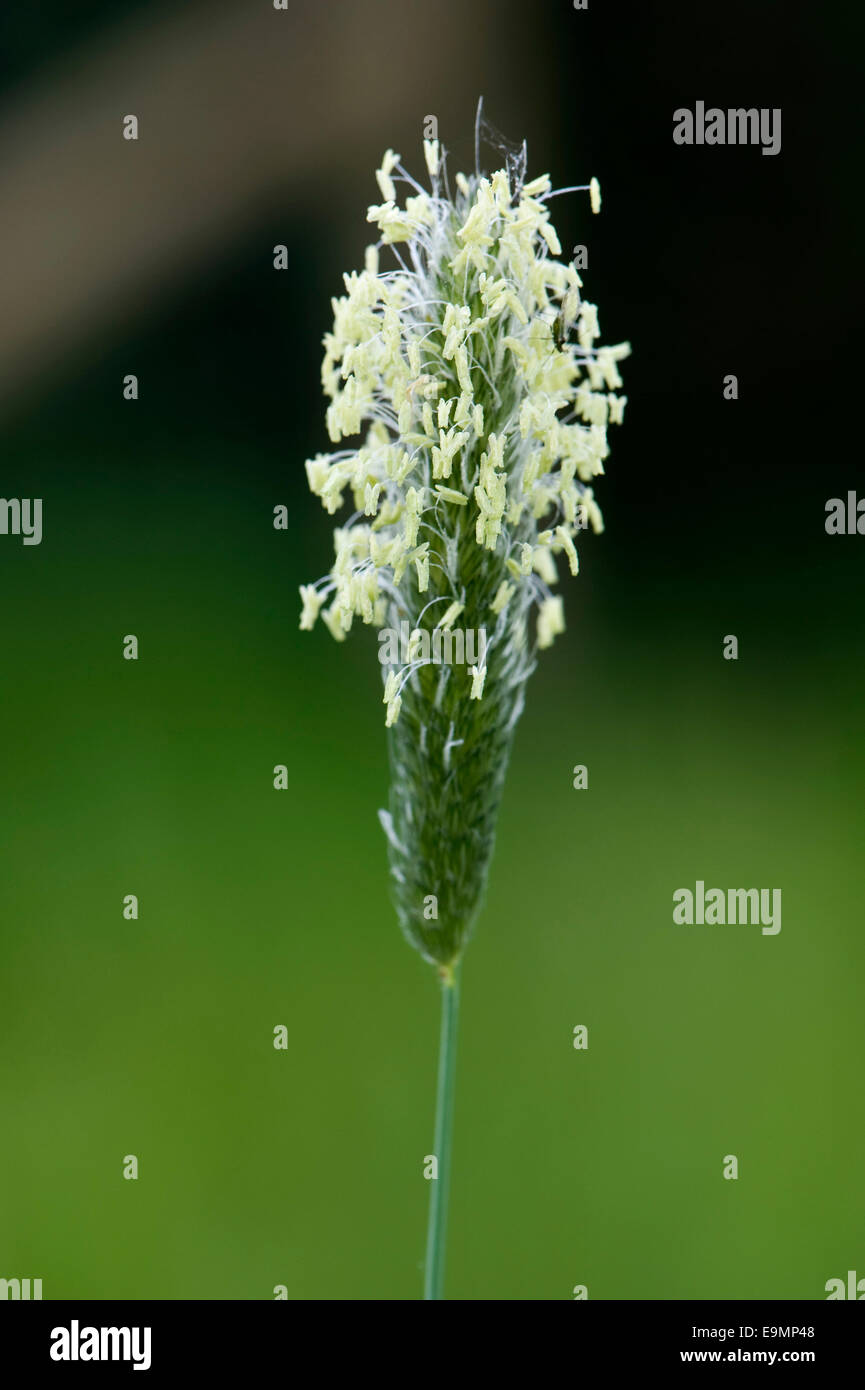 Flowering head of meadow foxtail, Alopecurus pratensis, with male filaments and stamens Stock Photo