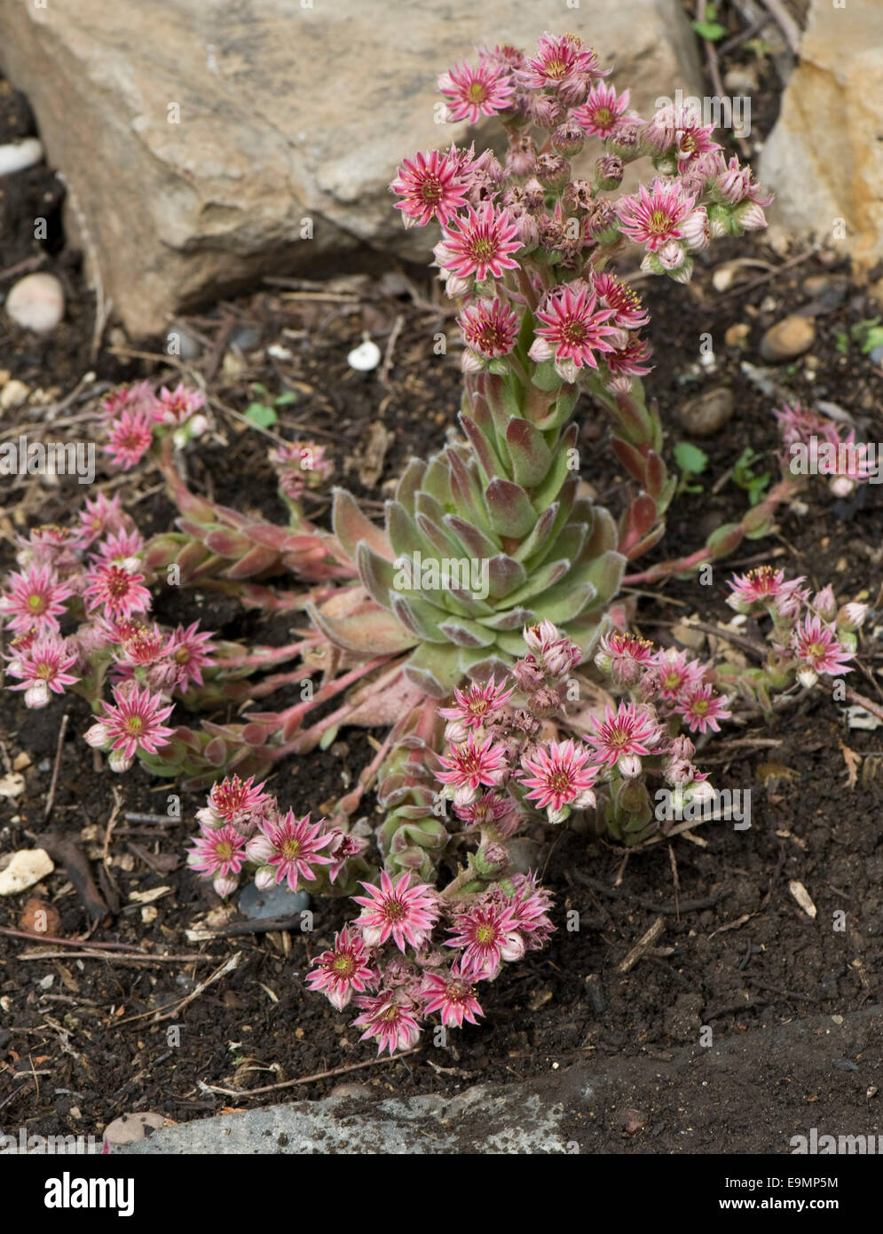 A houseleek, Sempervivum sp., in flower on a garden rockery Stock Photo