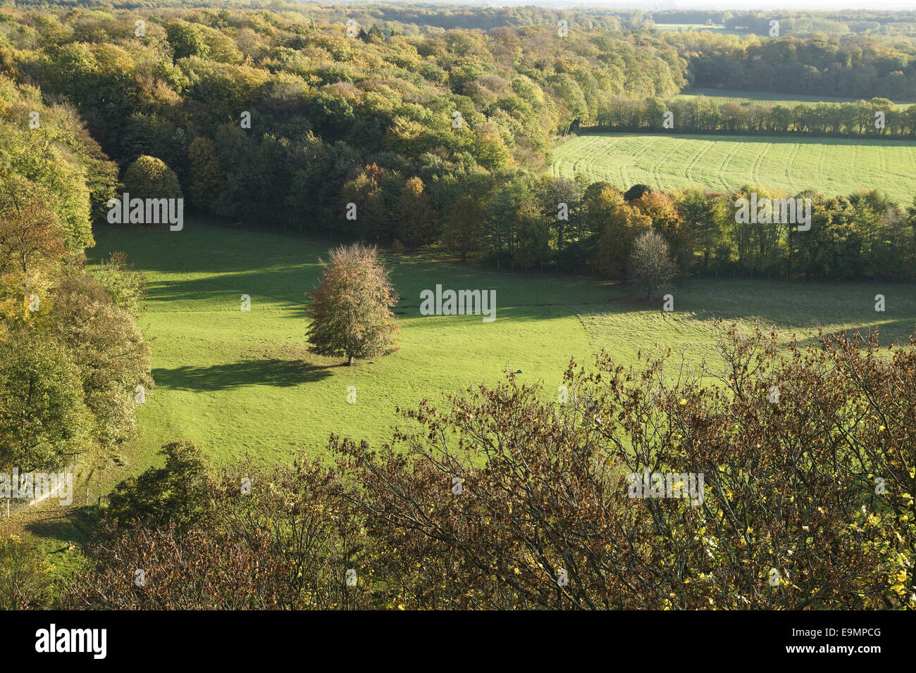 Autumnally forest Stock Photo