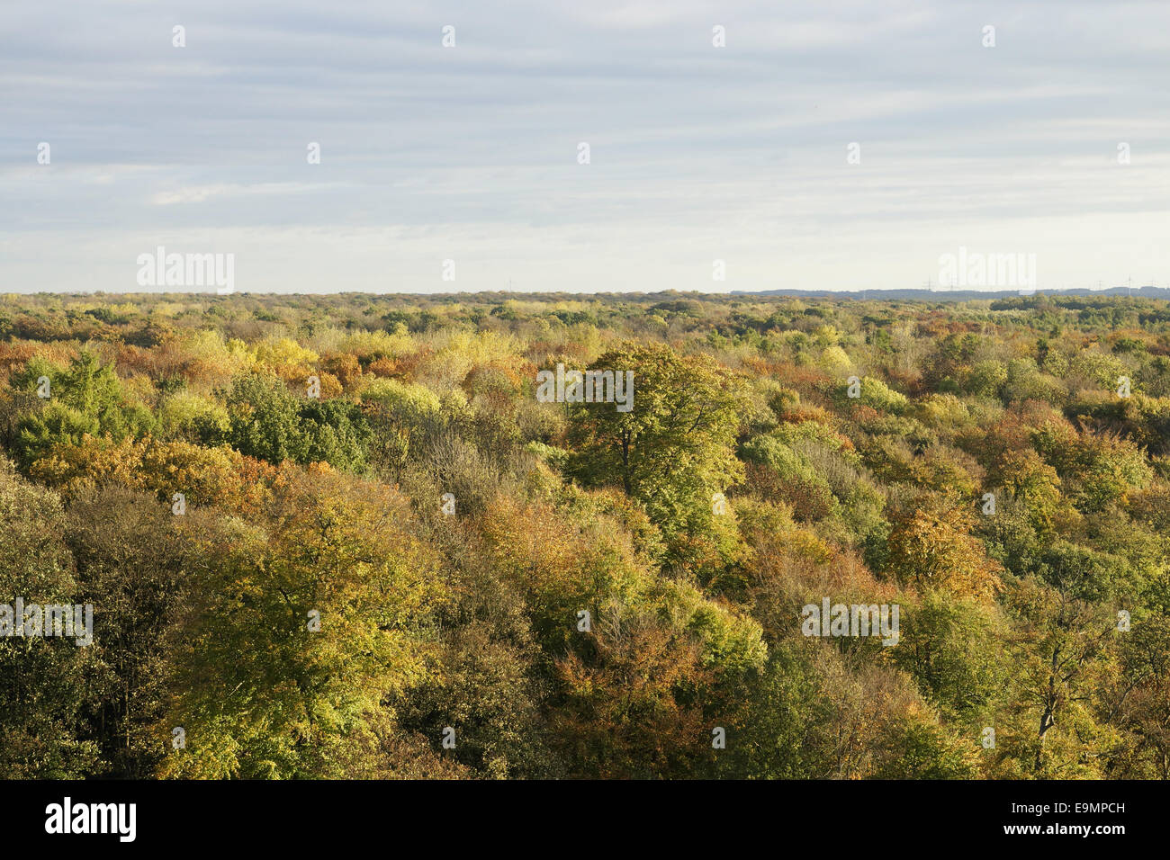 Autumnally forest Stock Photo