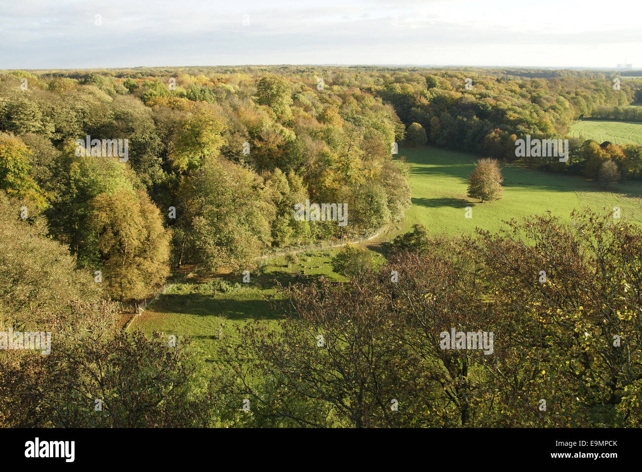 Autumnally forest Stock Photo