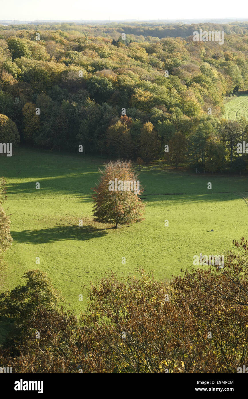 Autumnally forest Stock Photo