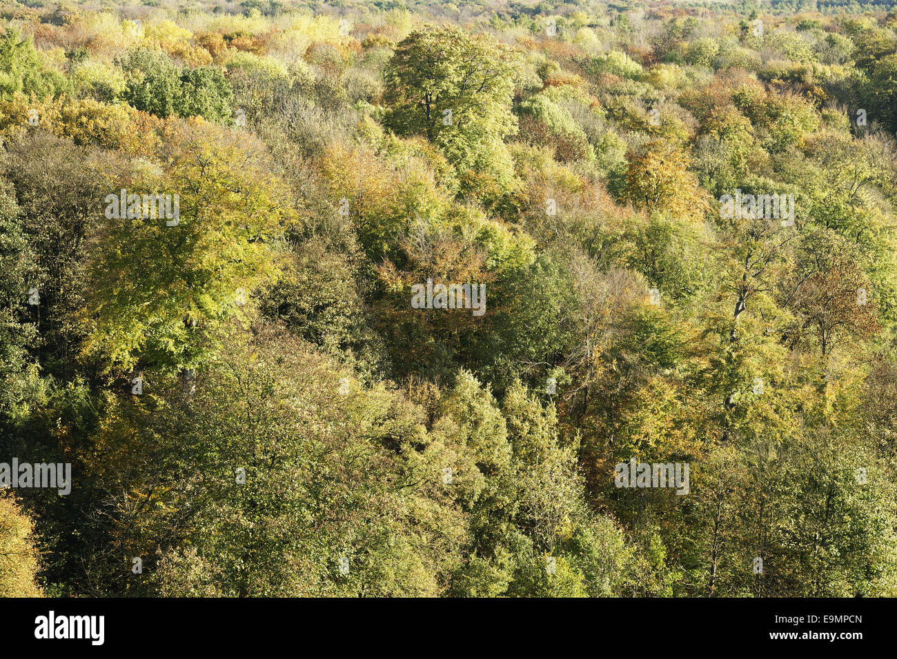 Autumnally forest Stock Photo