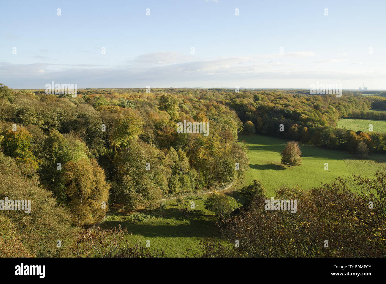 Autumnally forest Stock Photo