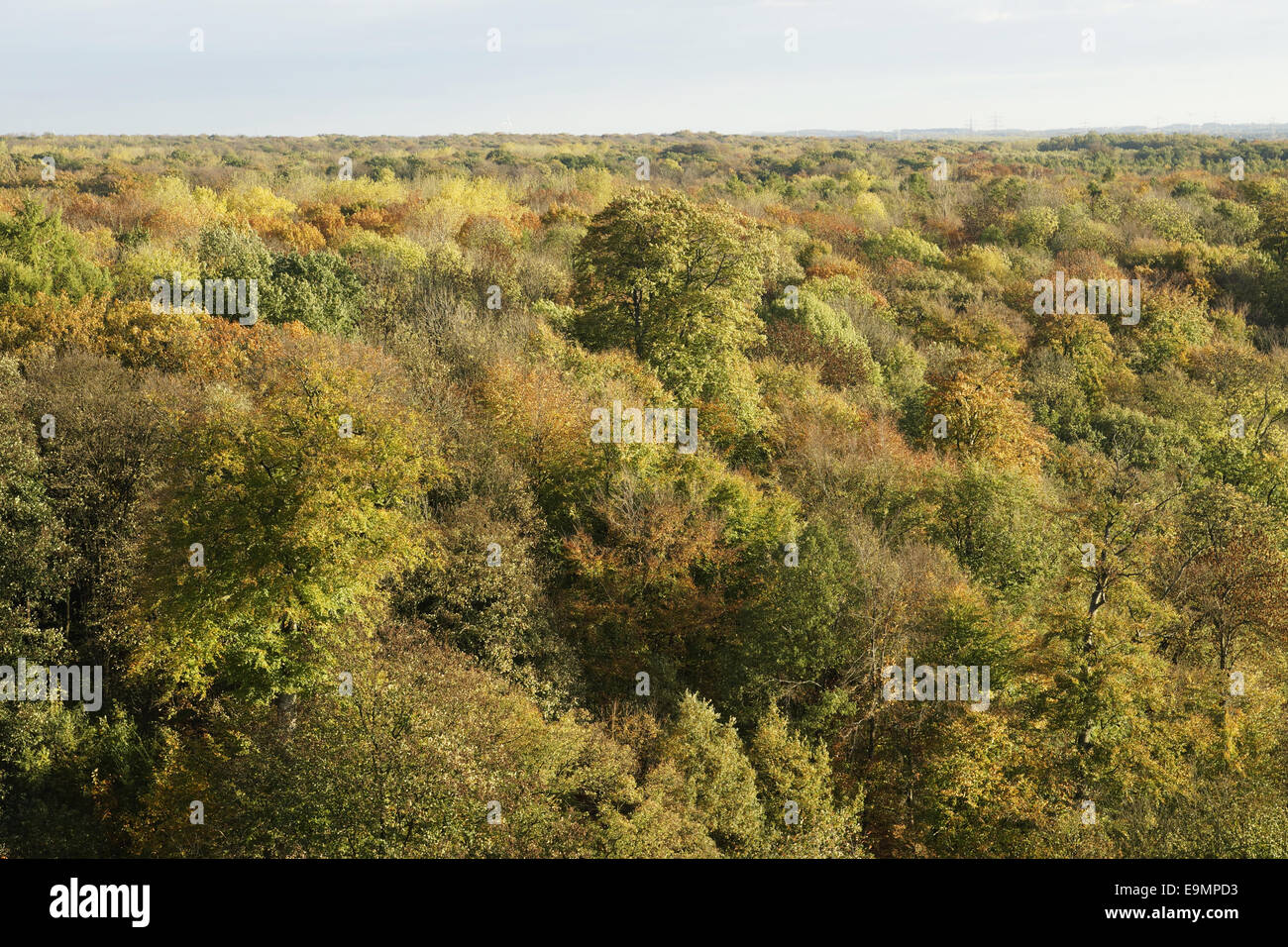 Autumnally forest Stock Photo