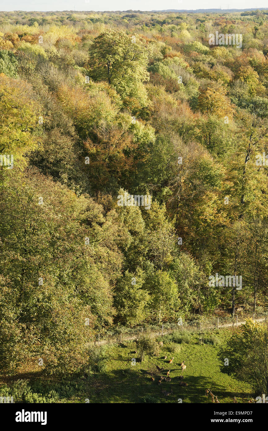 Autumnally forest Stock Photo