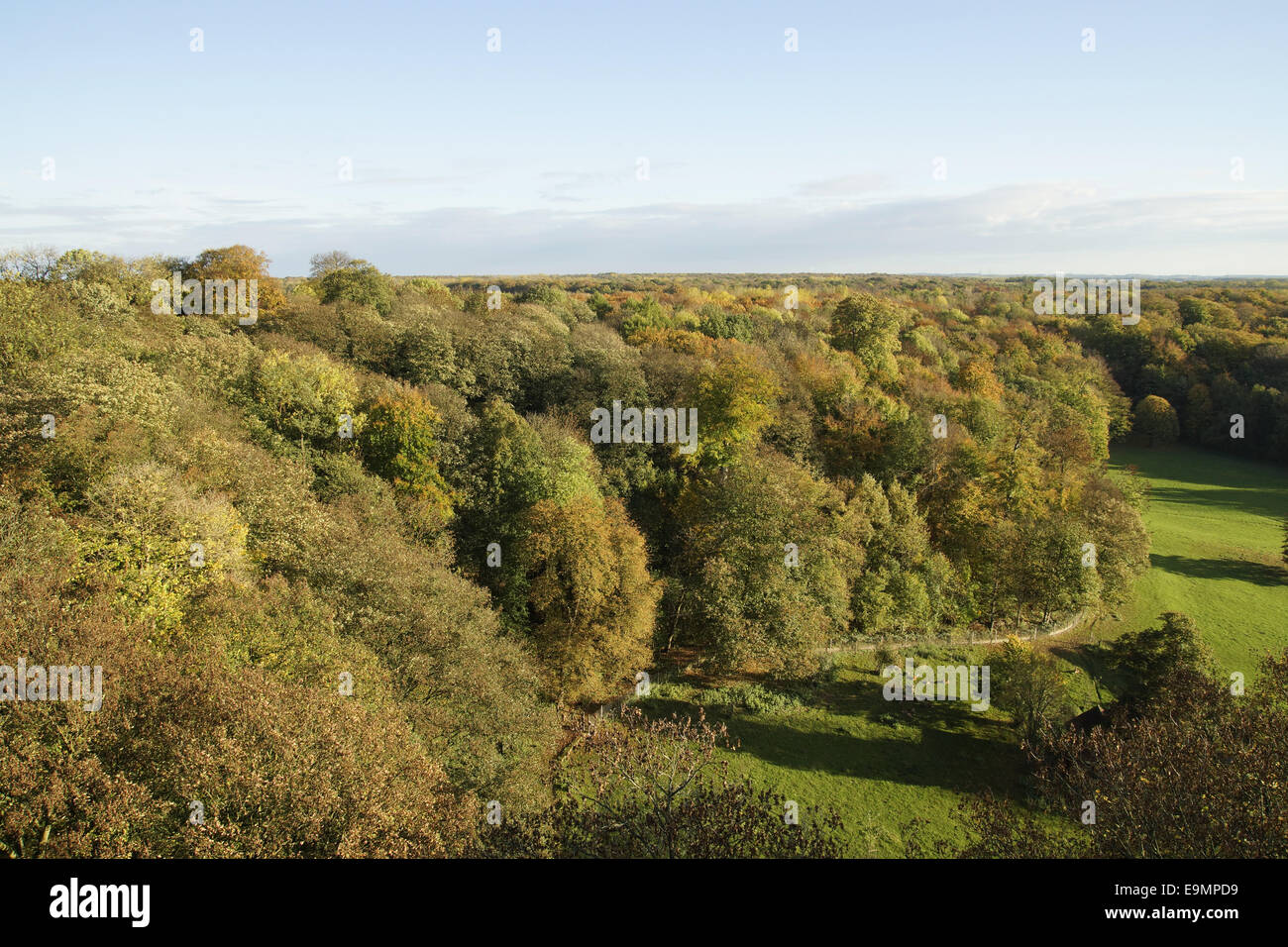 Autumnally forest Stock Photo